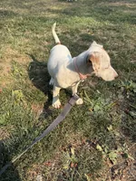 Jackie , a female Jack Russell Terrier for sale in Federal Way, WA – 3 of 3