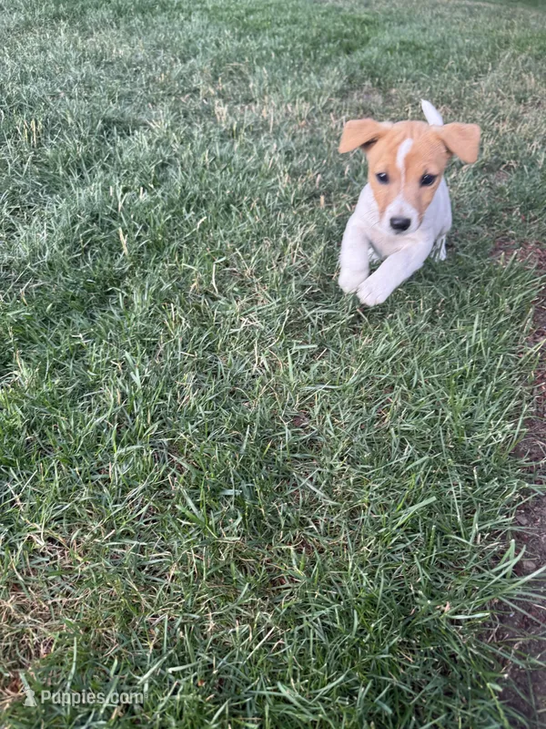 Jack  – Jack Russell Terrier puppy for sale in Federal Way, WA