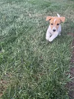 Jack , a male Jack Russell Terrier for sale in Federal Way, WA – 1 of 2