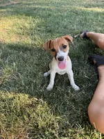 Lucy , a female Jack Russell Terrier for sale in Federal Way, WA – 3 of 3