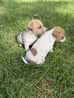 Jack , a male Jack Russell Terrier for sale in Federal Way, WA – 3 of 5