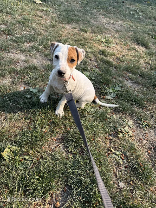 Jackie  – Jack Russell Terrier puppy for sale in Federal Way, WA
