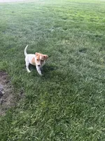 Jack , a male Jack Russell Terrier for sale in Federal Way, WA – 2 of 2