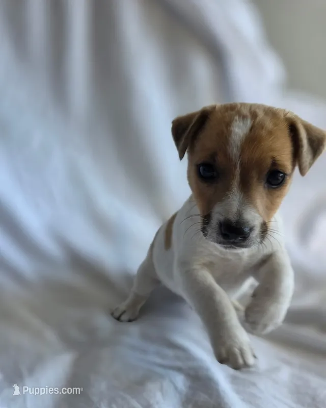 Jack  – Jack Russell Terrier puppy for sale in Federal Way, WA