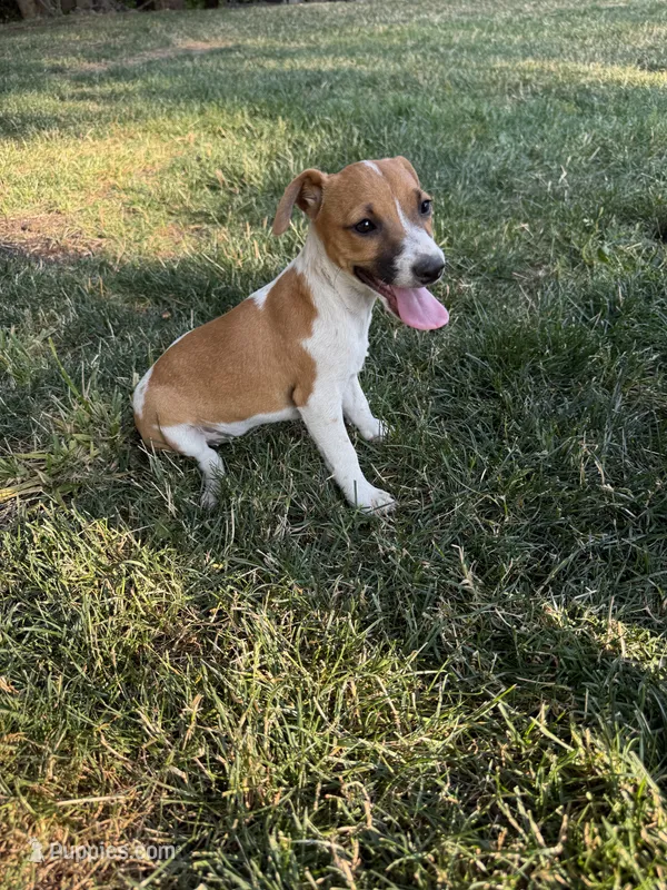 Lucy  – Jack Russell Terrier puppy for sale in Federal Way, WA