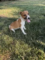 Lucy , a female Jack Russell Terrier for sale in Federal Way, WA – 1 of 3