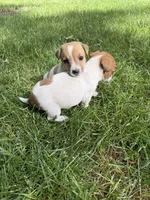 Jack , a male Jack Russell Terrier for sale in Federal Way, WA – 5 of 5