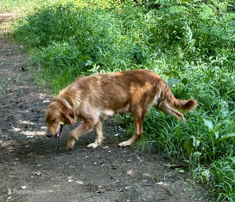 Hazel – Golden Retriever puppy for sale in Stanardsville, VA