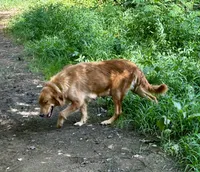 Hazel, a female Golden Retriever for sale in Stanardsville, VA – Photo 1 of 2