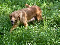 Hazel, a female Golden Retriever for sale in Stanardsville, VA – Photo 2 of 2