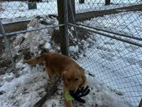Henry, a male Golden Retriever for sale in Stanardsville, VA – Photo 2 of 2