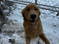Henry, a male Golden Retriever for sale in Stanardsville, VA – Photo 1 of 2
