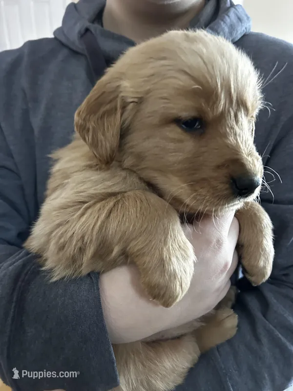 Marley – Golden Retriever puppy for sale in Stanardsville, VA