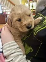 Marley, a male Golden Retriever for sale in Stanardsville, VA – Photo 2 of 5