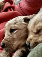 Marley, a male Golden Retriever for sale in Stanardsville, VA – Photo 4 of 5