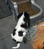 Gumdrop Girl, a female Cavalier King Charles Spaniel for sale in Durham, CA – Photo 3 of 4