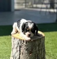 Gumdrop Girl, a female Cavalier King Charles Spaniel for sale in Durham, CA – Photo 2 of 4