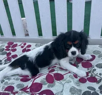 Gumdrop Girl, a female Cavalier King Charles Spaniel for sale in Durham, CA – Photo 1 of 4