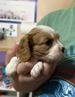 Abba Zabba, a male Cavalier King Charles Spaniel for sale in Durham, CA – Photo 1 of 3