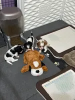 Abba Zabba, a male Cavalier King Charles Spaniel for sale in Durham, CA – Photo 3 of 3