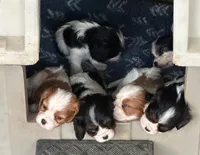 Abba Zabba, a male Cavalier King Charles Spaniel for sale in Durham, CA – Photo 2 of 3