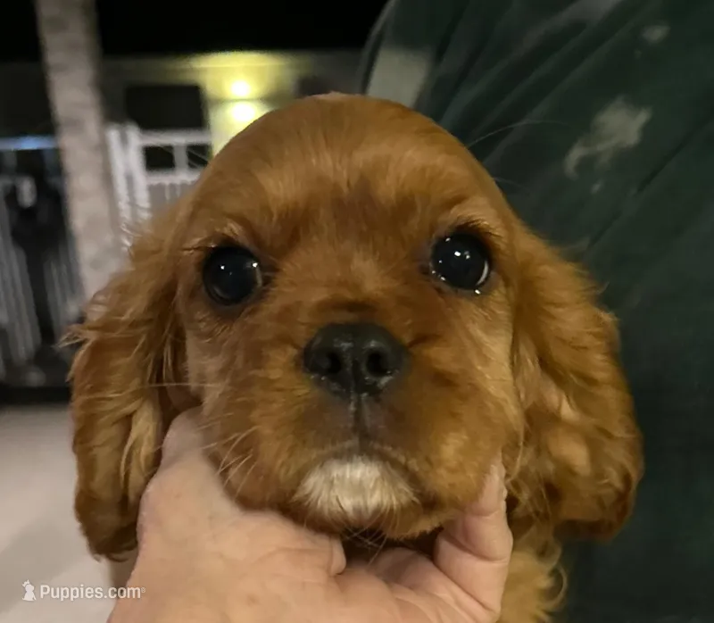 Charlotte, a female Cavalier King Charles Spaniel for sale in Durham, CA – Photo 1 of 1