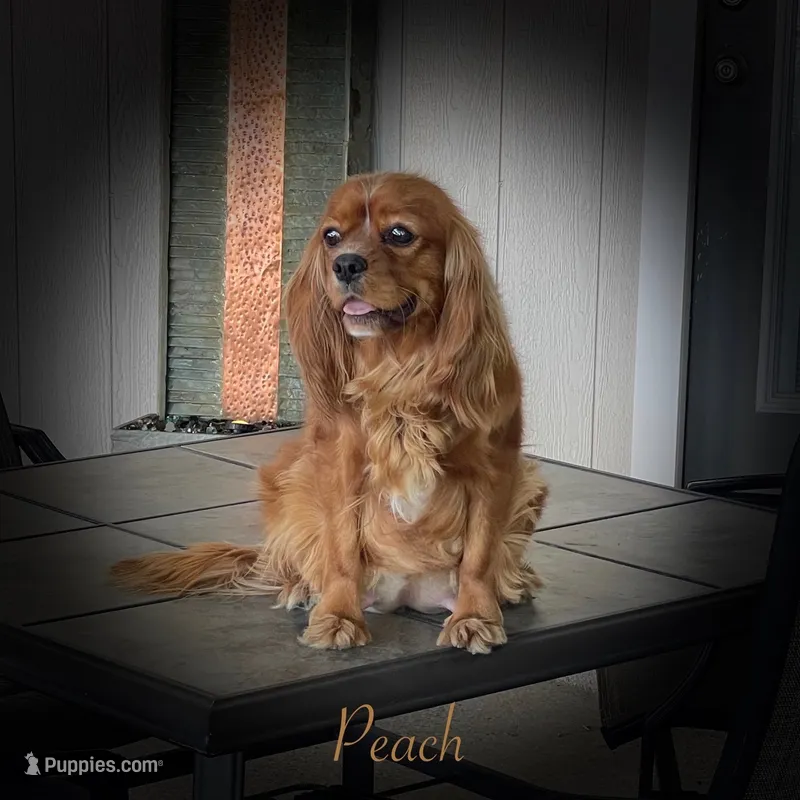 Peach – Cavalier King Charles Spaniel puppy for sale in Durham, CA