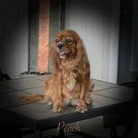 Peach, a female Cavalier King Charles Spaniel for sale in Durham, CA – 1 of 1