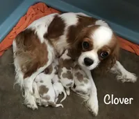 Clover, a female Cavalier King Charles Spaniel for sale in Durham, CA – Photo 2 of 3