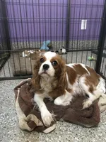 Clover, a female Cavalier King Charles Spaniel for sale in Durham, CA – Photo 3 of 3