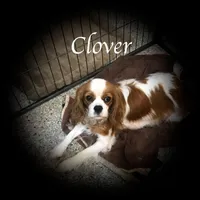 Clover, a female Cavalier King Charles Spaniel for sale in Durham, CA – Photo 1 of 3