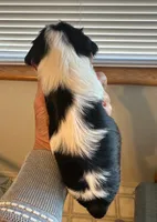 Blaze, a male Cavalier King Charles Spaniel for sale in Durham, CA – Photo 2 of 2