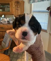 Blaze, a male Cavalier King Charles Spaniel for sale in Durham, CA – Photo 1 of 2