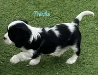 Thistle, a male Cavalier King Charles Spaniel for sale in Durham, CA – Photo 2 of 2
