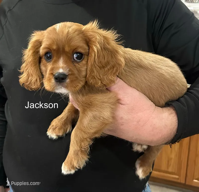 Jackson, a male Cavalier King Charles Spaniel for sale in Durham, CA – Photo 1 of 1