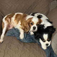 Clover, a female Cavalier King Charles Spaniel for sale in Durham, CA – Photo 3 of 5