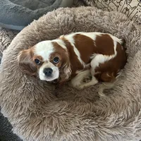 Clover, a female Cavalier King Charles Spaniel for sale in Durham, CA – Photo 5 of 5