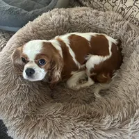 Clover, a female Cavalier King Charles Spaniel for sale in Durham, CA – Photo 4 of 5