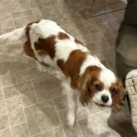 Clover, a female Cavalier King Charles Spaniel for sale in Durham, CA – Photo 2 of 5