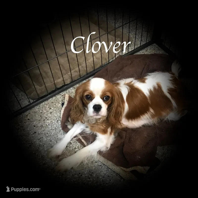 Clover
