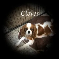 Clover, a female Cavalier King Charles Spaniel for sale in Durham, CA – Photo 1 of 5