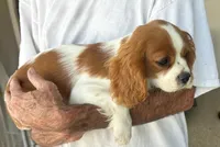 Shelby - potential chocolate carrier - full breeding rights available, a female Cavalier King Charles Spaniel for sale in Durham, CA – Photo 2 of 4