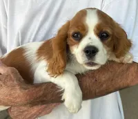 Shelby - potential chocolate carrier - full breeding rights available, a female Cavalier King Charles Spaniel for sale in Durham, CA – Photo 3 of 4