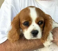Shelby - potential chocolate carrier - full breeding rights available, a female Cavalier King Charles Spaniel for sale in Durham, CA – Photo 1 of 4