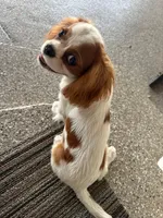 Jonny, a male Cavalier King Charles Spaniel for sale in Durham, CA – Photo 5 of 5