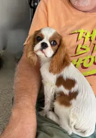 Jonny, a male Cavalier King Charles Spaniel for sale in Durham, CA – Photo 2 of 5