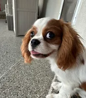 Jonny, a male Cavalier King Charles Spaniel for sale in Durham, CA – Photo 3 of 5