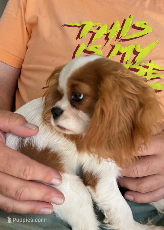 Jonny, a male Cavalier King Charles Spaniel for sale in Durham, CA – Photo 1 of 5