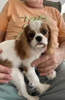 Jonny, a male Cavalier King Charles Spaniel for sale in Durham, CA – Photo 4 of 5