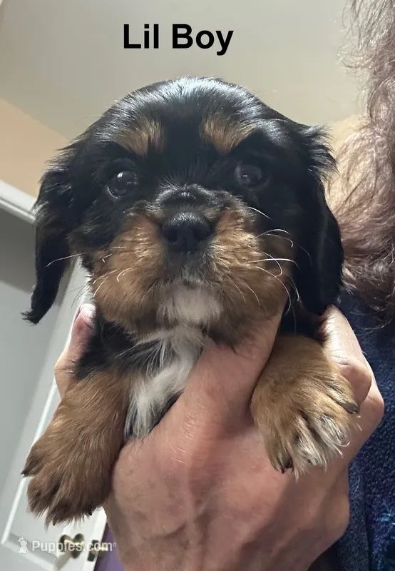 Mabel's Little Black & Tan Boy